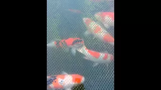 Koi Pond - 5000L