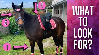 WHAT TO LOOK FOR IN A THOROUGHBRED FOR DRESSAGE? - (Thoroughbred Horses) OTTB Series