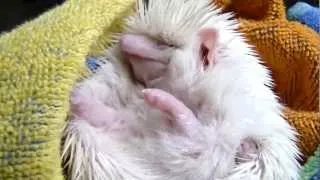 Angry hedgehog after bath