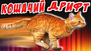 КОШАЧИЙ ДРИФТ