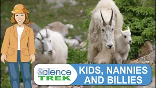 Mountain Goats: Kids, Nannies and Billies | Science Trek