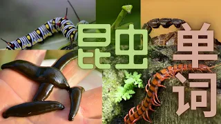 insects and small animals 昆虫和小动物 中英语 （chinese and english words)