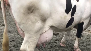 A crossbreed holstein-local ( LF ) at late pregnancy, in ADL