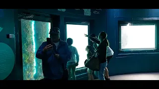 A Unique Way to Observe The Marine Environment