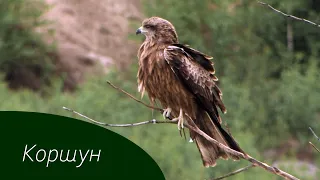 Изучаем птиц России. Черный коршун // Birds of Russia. Black kite