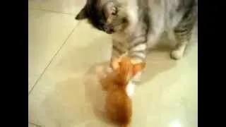 Little Cat vs Giant Cat - David vs Goliath