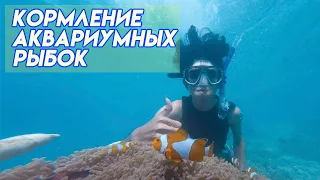 кормление рыбок в аквариуме | корм для морских рыбок | морской аквариум