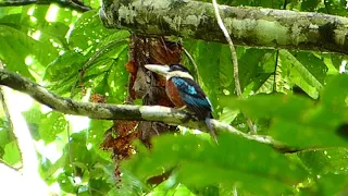 Kookaburra Rufous Bellied 025