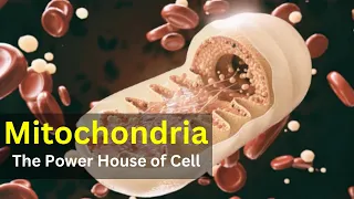 Mitochondria: Structure and function|| Power house of cell || Biology || Cell biology