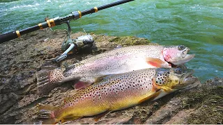 Foraging for Bait Trout Catch n’ Cook Challenge!