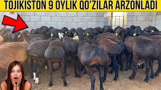 ☎️+99833-733-43-43 SIZ IZLAGAN QO'ZILAR ENDI FARGONADA OPTOM NARXLARDA.