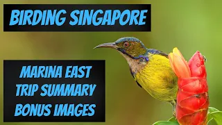 Birding Singapore - Marina East - Trip Summary - Bonus Images