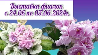 Выставка фиалок "Здравствуй, лето -2024" в московском Доме ФИАЛКИ #выставкафиалок #домфиалки #violet