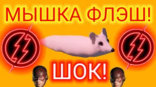 ШОК!МЫШКА СОСИСКА СТАЛА ФЛЭШЭМ!OMG MOUSE SAUSAGE BE A FLASH!