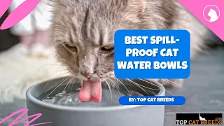 Best Spill-Proof Cat Water Bowls | Top Cat Breeds