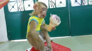Baby Monkey Dodo Like Ice Cream In Cake With Mom