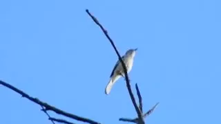 Mockingbird imitates a car alarm