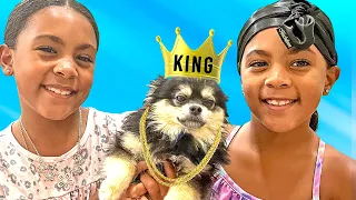 Treating Our Dog Like Royalty