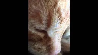 Милый котенок мурлычет. Няшный рыжий кот с розовым носиком издает приятные звуки.