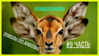 ПРИКОЛЫ ПРО ЖИВОТНЫХ│ЧАСТЬ №9│ЛУЧШИЕ ПРИКОЛЫ