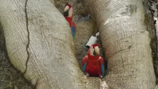 Programa de Conservación de Lapas Rojas en Punta Leona.