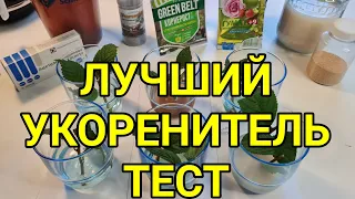 Что лучше? Сравниваем 6 способов укоренения черенков вишни, розы, смородины, винограда, черешни.