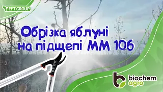 Обрізка яблуні на підщепі ММ 106