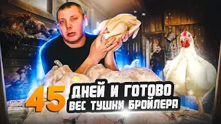 Бройлеры: выращивание, вес тушки в 45 дней. "Мое Подворье"