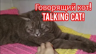 Talking cat! Говорящий кот!