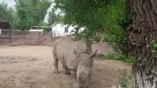 Носороги в зоопарке. Rhinoceros in the zoo