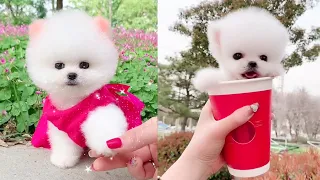 Cute and Funny Pomeranian Videos 134 #Shorts