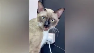 Funny animals_Funny Dogs And Cats Videos Best Animal/Смешные животные с собаками и кошками Лучшее№2