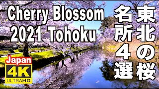 🇯🇵4K Sakura 東北の桜 2021 Cherry Blossom Tohoku Japan 弘前公園（城）角館 北上展勝地 白石川 Hirosaki  Shiroishi Kakunodate