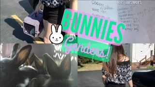 BUNNY GENDERS REVEALED!!!