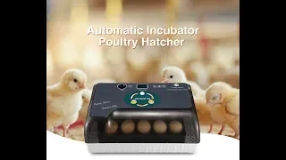 Автоматический инкубатор 4-35 яиц
