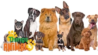 * DOGS * | Animals For Kids | All Things Animal TV