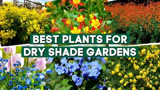 Top 7 Lovely Plants to Grow in Dry Shade Gardens 🌼✨ // PlantDo Home & Garden 💚