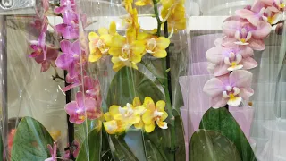 Небольшой завоз орхидей и других растений.. 😍
