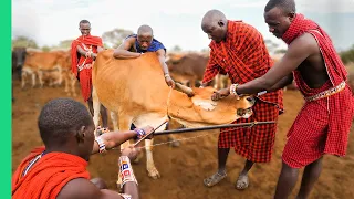 RARE Cow Bleeding ritual in Kenya! (Already Demonetized / Support us on Patreon!)