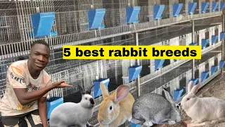 5 best rabbit for meat production