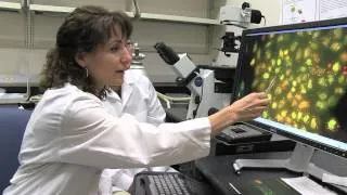 Cellular Stress, RNA Metabolism and Aging - Myriam Gorospe, NIH Scientist