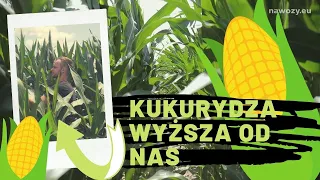 #87 nawozy nonstop - KUKURYDZA BEZ TAJEMNIC 4 - OMACNICA