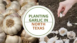 Planting Garlic in North Texas