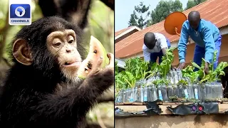 Pyramid Gardens In Uganda Protecting Orphaned Chimps In Guinea + More | Eco Africa