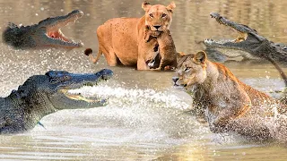 Lion's face ripped off by Crocodiles crossing Mara river on Safari in Kenya | Animals Attack 2022