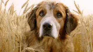 Luego De 37 Años, Este Perrito Se Reencuentra Con Su Dueño Nuevamente ( Resumen de Peliculas)