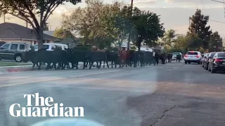 Herd of cattle runs through LA suburbs after escaping slaughterhouse