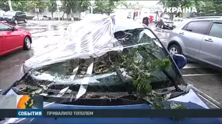 В Киеве упавшее дерево привалило сразу два припаркованных автомобиля