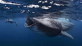 Самая большая акула в мире. Вот это чудовище / Гигантская китовая акула может проглотить человека