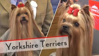 Yorkshire Terriers - Bests of Breed